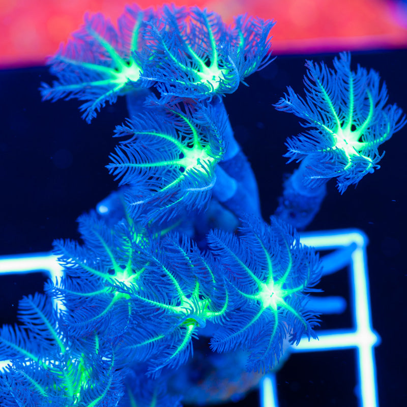 PolypPalooza CC Alieneye Cloves #9