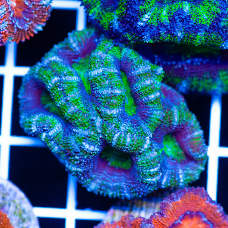 Aussie Acan #8 – Cherry Corals