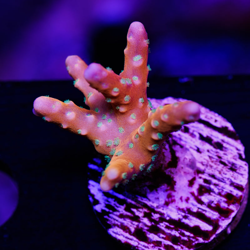 RRC Tropicana #3