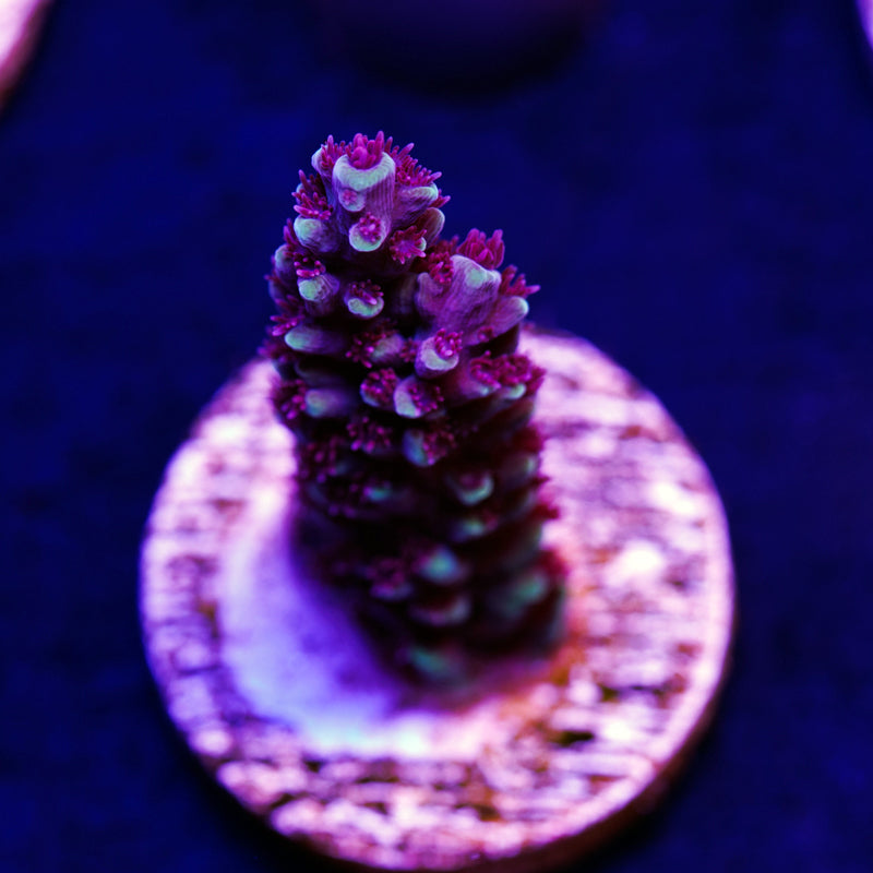 Sanjay's Grape Concord #2