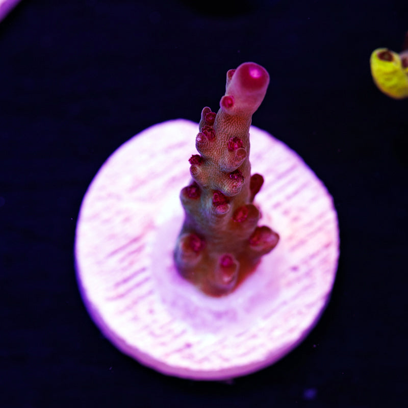 RMF Red Gecko