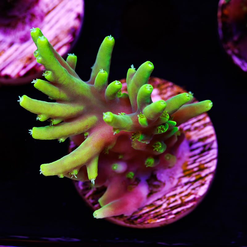 CC Retina Blaster Suharsoni