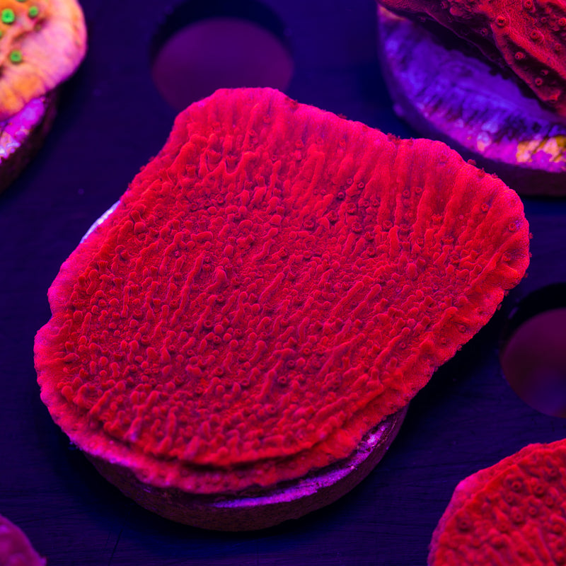CC Red Cap #2