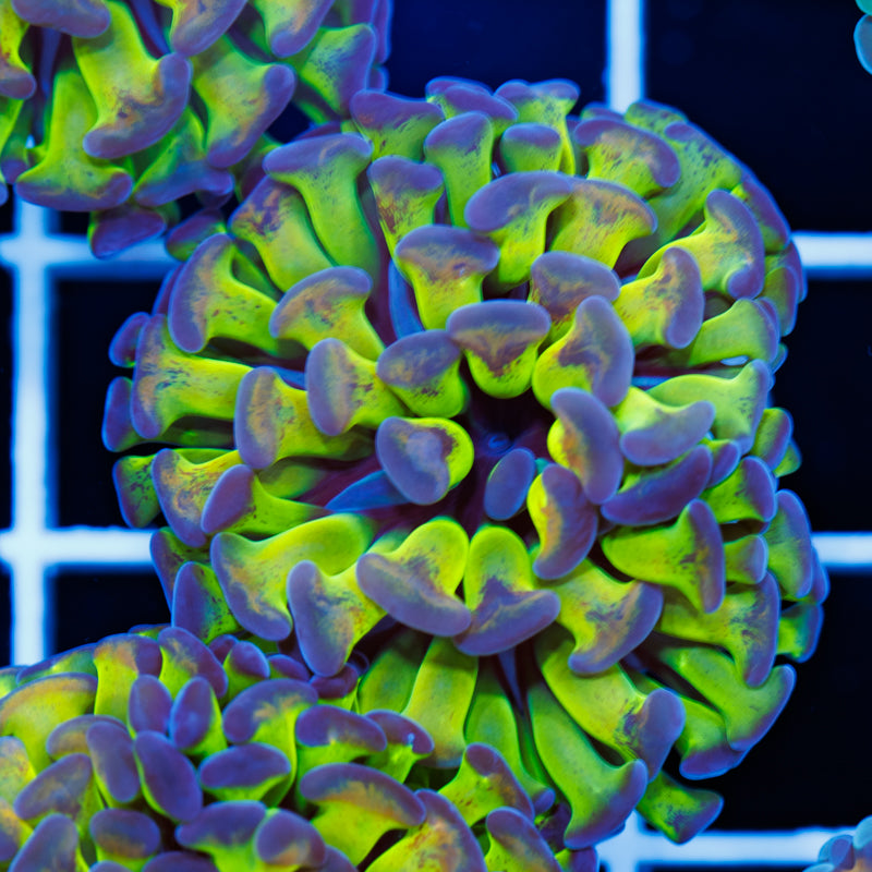 Hologram Hammer #2