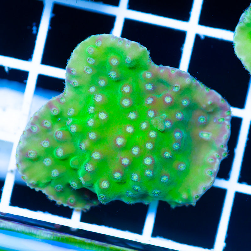 Frogskin Turbinaria #4