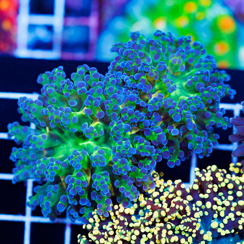 Blu Tip Frogspawn