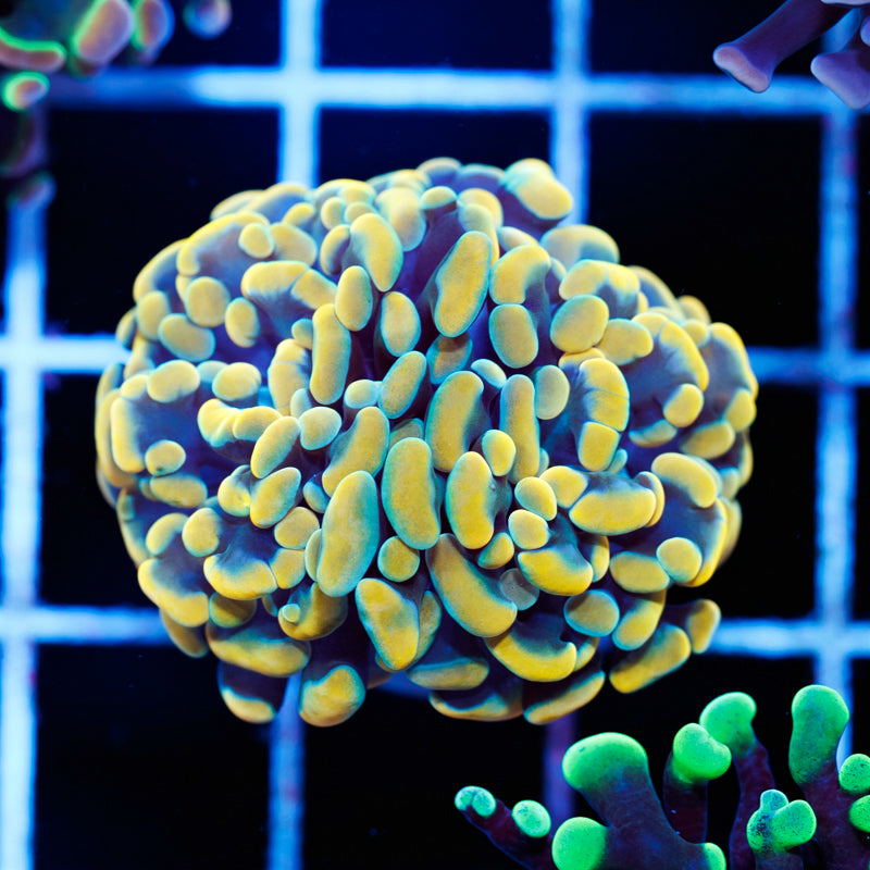 CC 24K Hammer #3