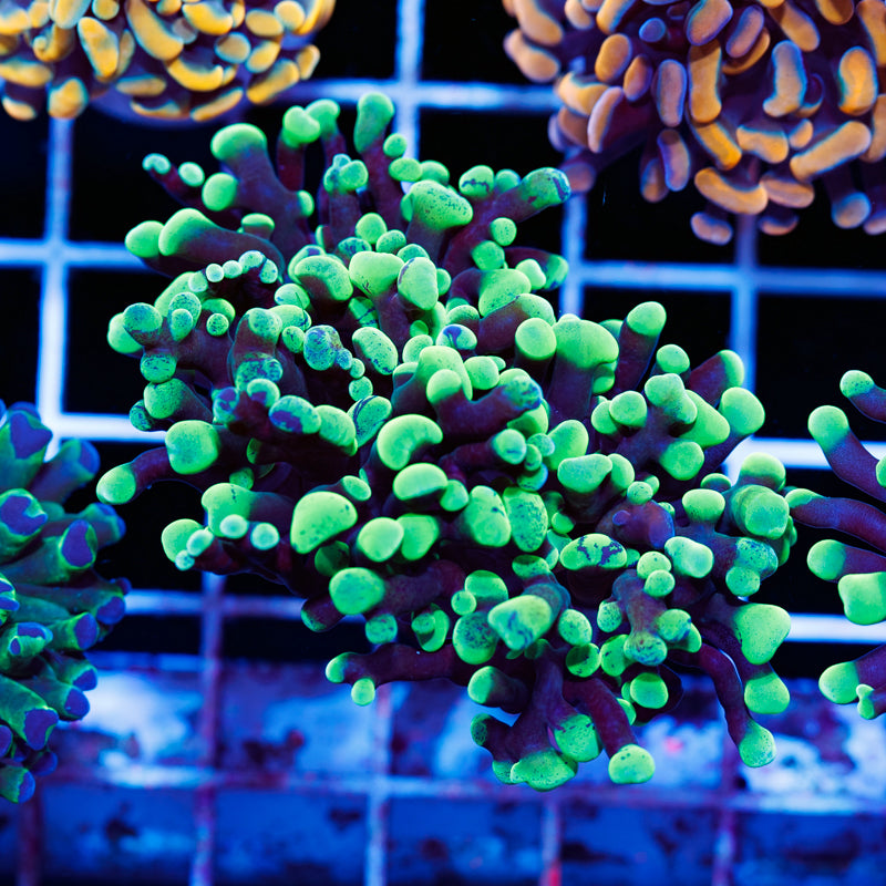 CC Splatter Tip Hammer #3