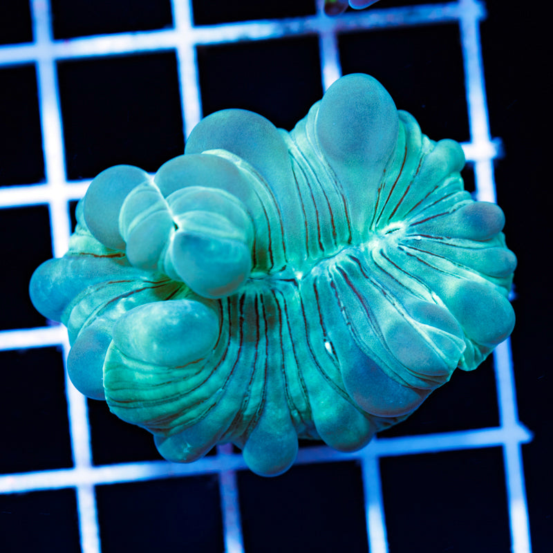 Fox Coral #2