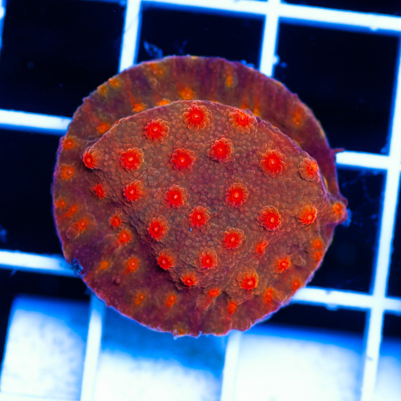CC Solar Flare Cyphastrea