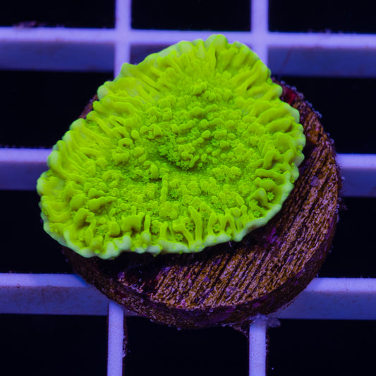 Tyree Aequituberculata Monti Cap #2