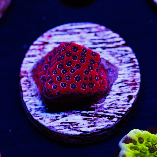 CC Darth Maul Porites