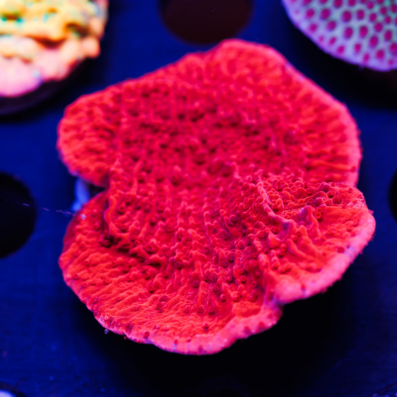 CC Red Cap