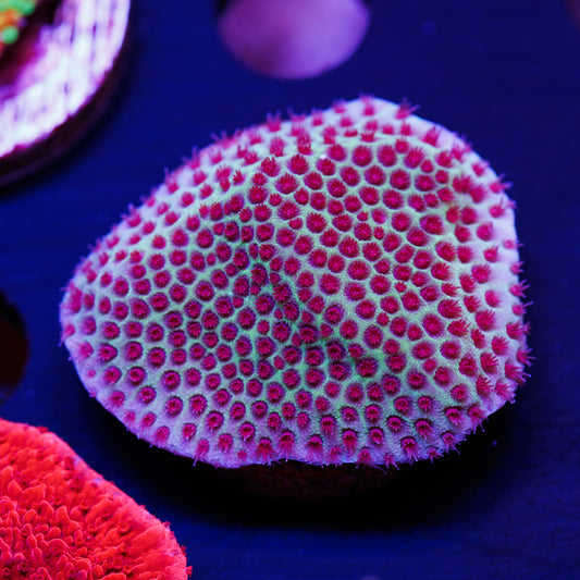 Tyree Sand Dollar Porites #1