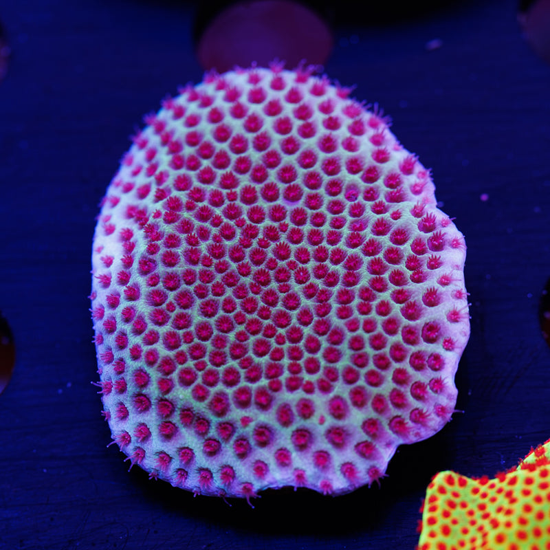 Tyree Sand Dollar Porites #2