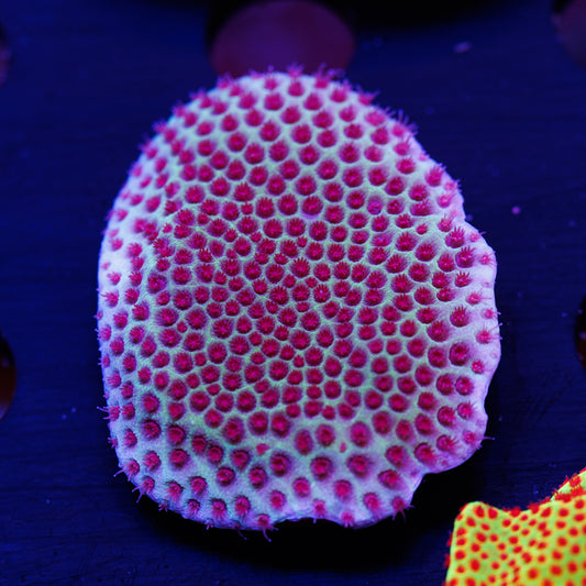 Tyree Sand Dollar Porites #2
