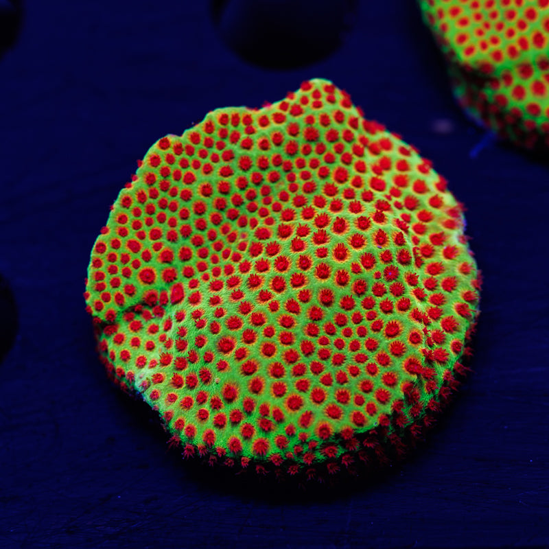 JF Red Eye Porites #1