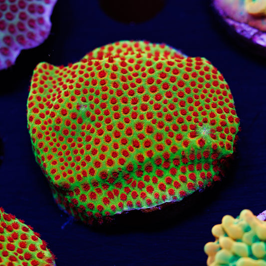 JF Red Eye Porites #2
