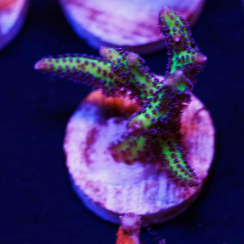 CC Purple Polyp Birdsnest #1