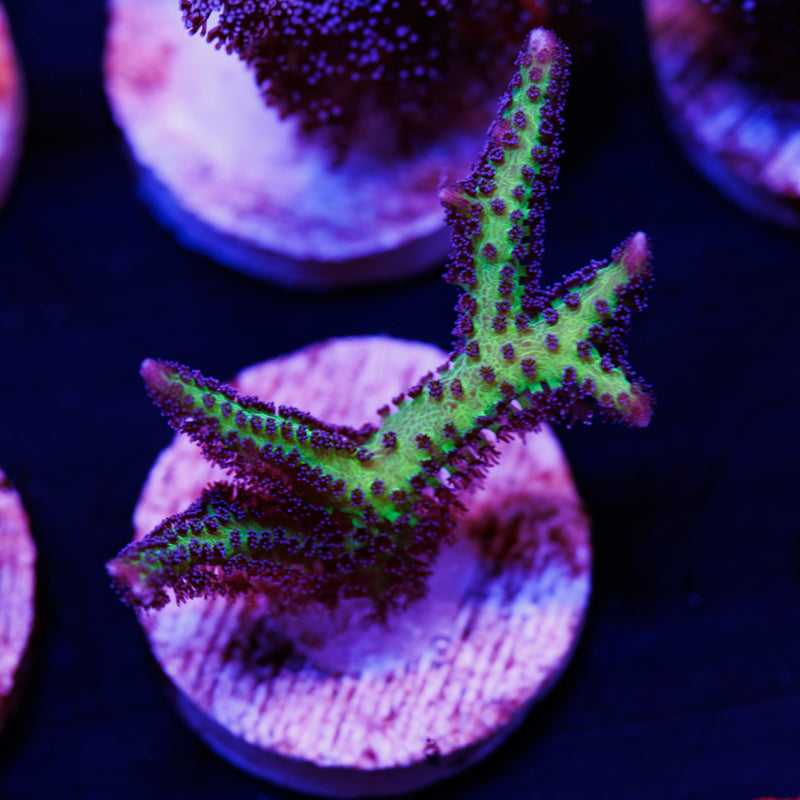 CC Purple Polyp Birdsnest #2