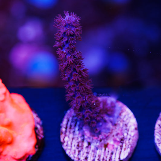 CC Purple Sea Whip #1