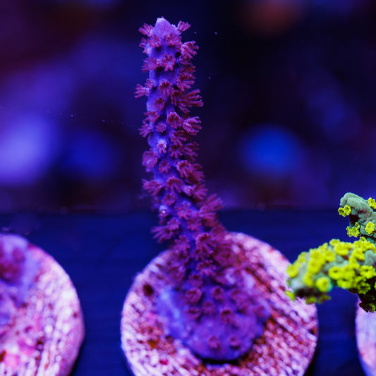 CC Purple Sea Whip #2