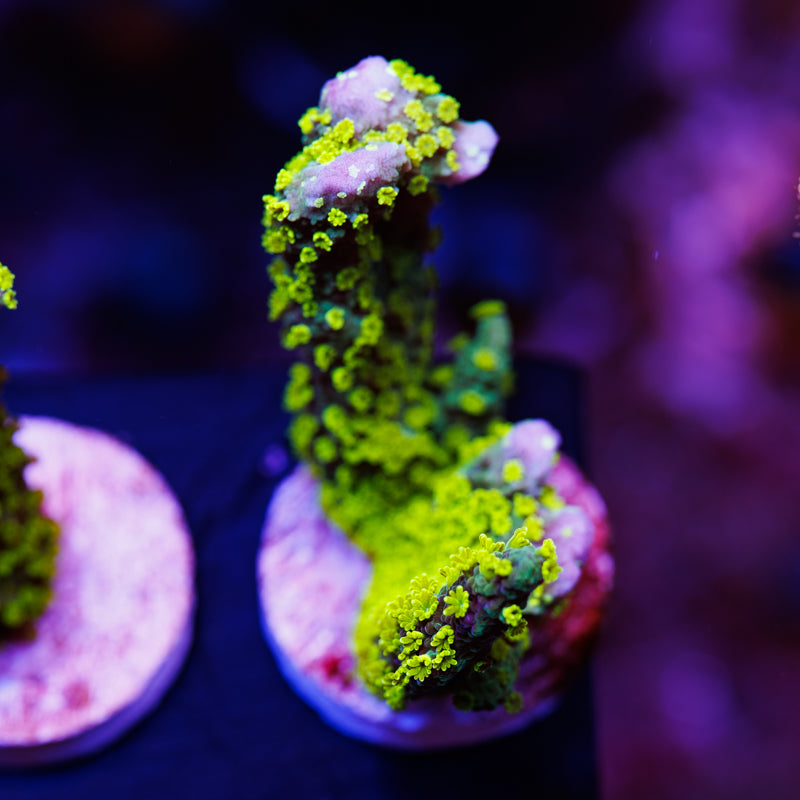 Tubbs Extra Green Polyp Stellata Monti #2