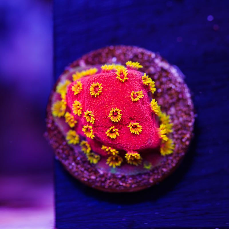 ECC Pyro Blast Cyphastrea