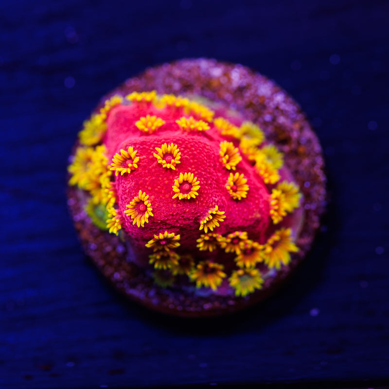 ECC Pyro Blast Cyphastrea #2
