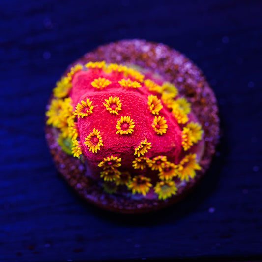 ECC Pyro Blast Cyphastrea #2
