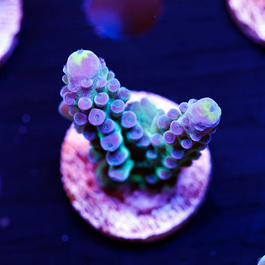 WWC Yellow Tip #1