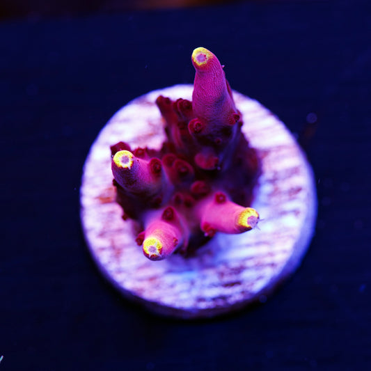 JF Fox Flame #1