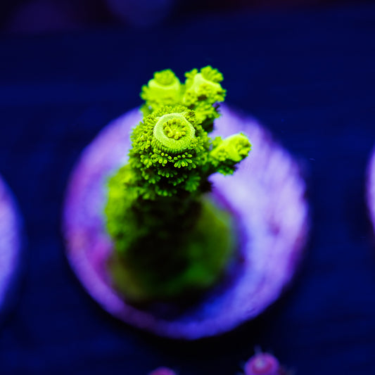 OG Green Bali Slimer #1
