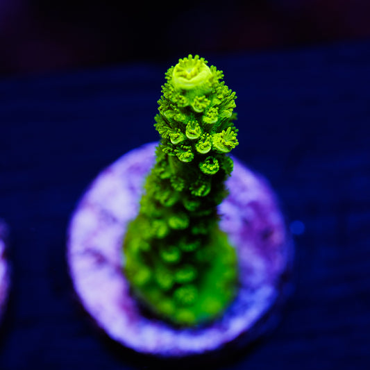 OG Green Bali Slimer #2