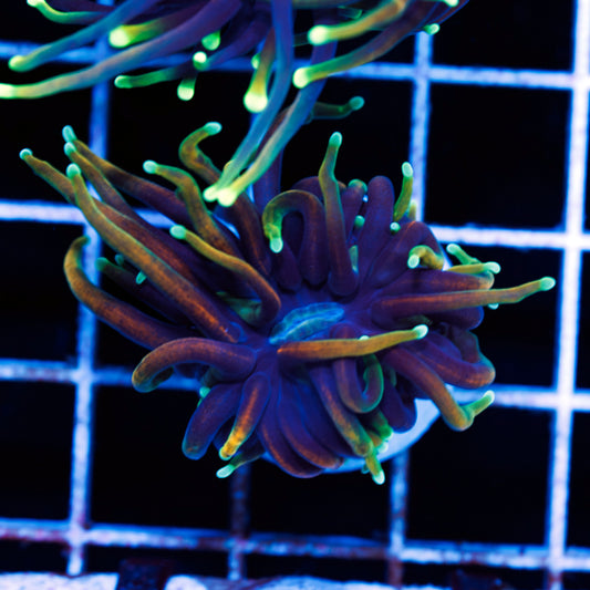 CC 21 Tails Torch #1