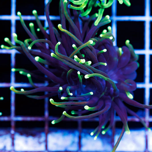 CC Shock Torch #2