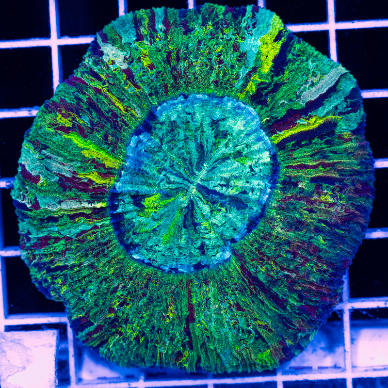 Lemon Rainbow Wellso