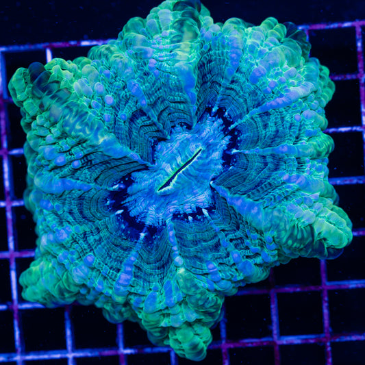 Green Crystal Cynarina