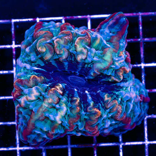 Voodoo Cynarina
