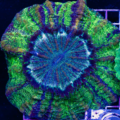 Sparkle Green Acantho