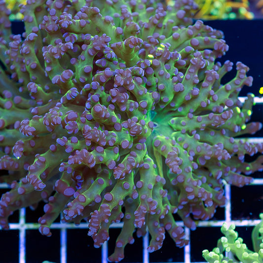 Bicolor Frogspawn