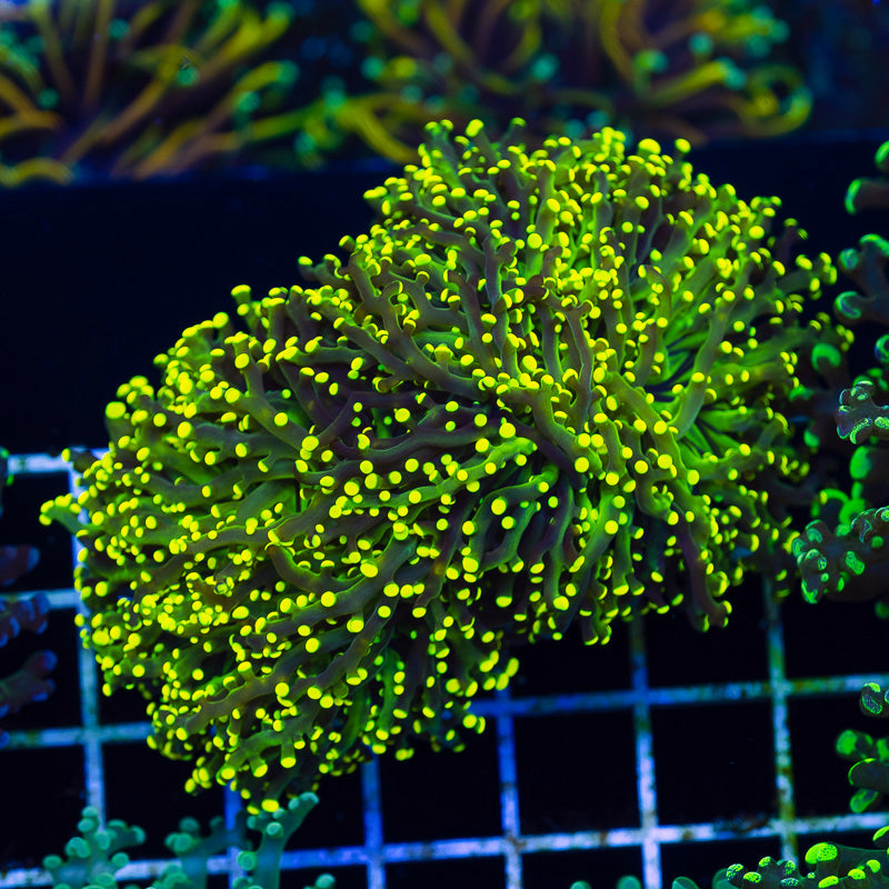 Yellow Tip Frogspawn