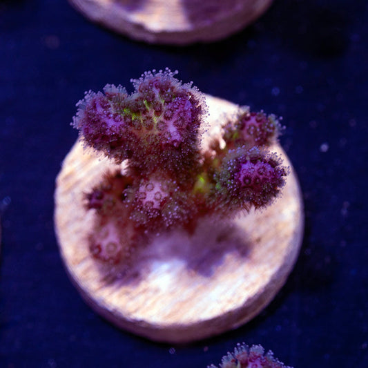 CC Royale Pocillopora #5