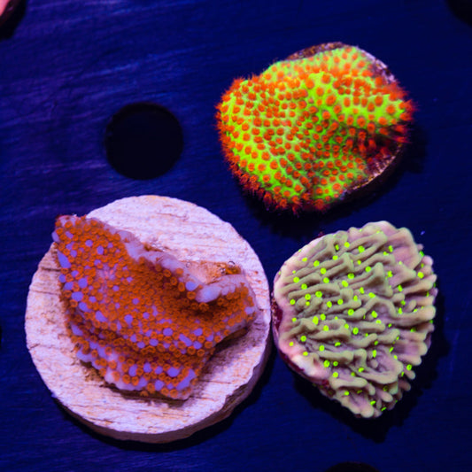 Montipora Pack #4