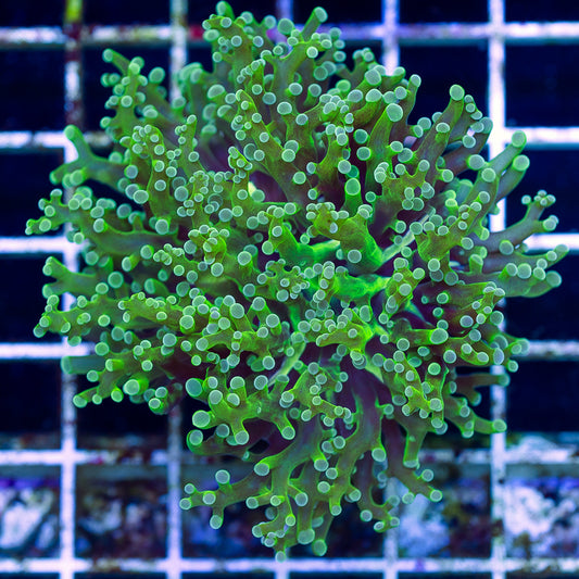 Green on Green Frogspawn #2