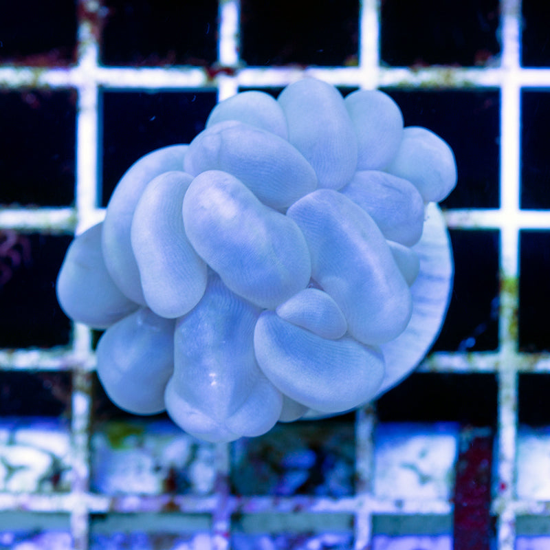 ORA Marshall Islands Bubble Coral #1