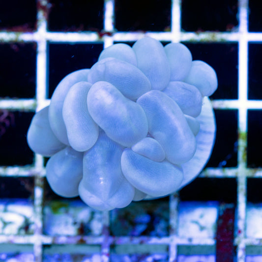 ORA Marshall Islands Bubble Coral #1