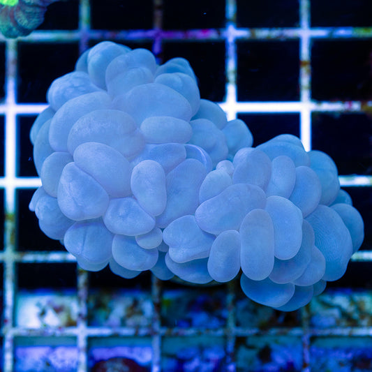 ORA Marshall Islands Bubble Coral #2