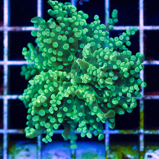 Green on Green Frogspawn #1