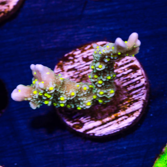 JF Green Light Montipora Hirsuta